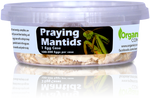 Orcon PRAYING MANTIS (1 Egg Mass / Cup) - Case of 24