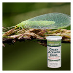 Green Lacewing - 10,000 Eggs