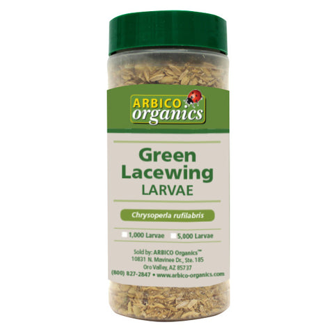 Green Lacewing Larval Frame - 400 - LWFR