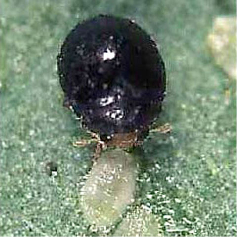 Delphastus catalinae - Sweet Potato Whitefly Predator - 100 adults