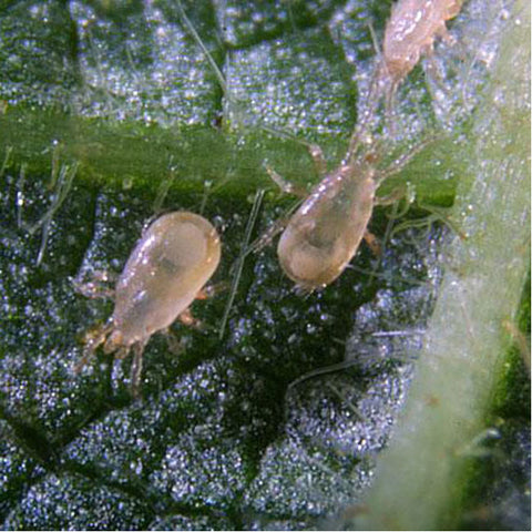 Thrips Predator, Amblyseius cucumeris - 200,000 - 400 mini sachets w/hooks (500 mites/sachet) - PFP0202