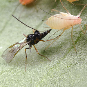 Aphid Parasite, Aphidius ervi - 1000 in 10 X 100 Blister Pack - AE1KBP