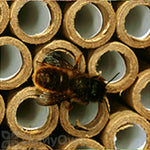 Orcon REPLACEMENT TUBES (Contains 35 Tubes for the Bee Nest) - Case of 5